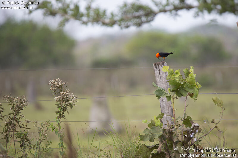 Scarlet-headed Blackbird, identification, habitat