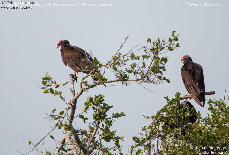 Turkey Vulture, identification