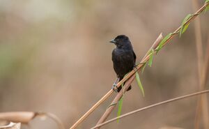 Shiny Cowbird