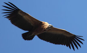 Griffon Vulture 
&copy; Patrick Derennes
