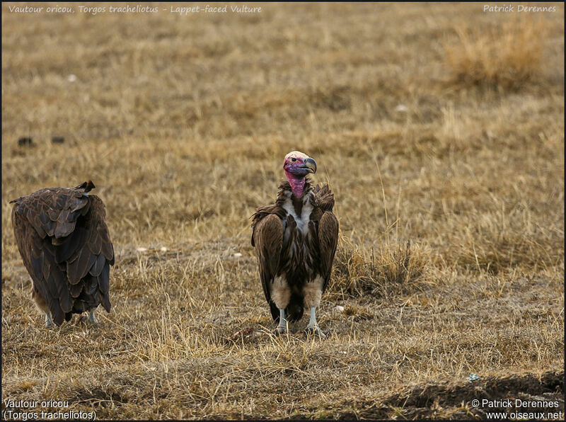 Lappet-faced Vultureadult, identification