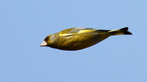 European Greenfinch