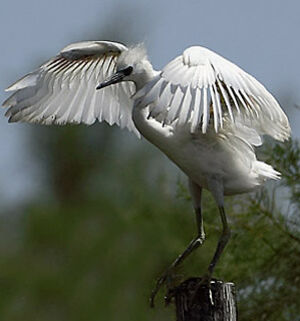 Aigrette garzette