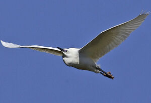 Aigrette garzette