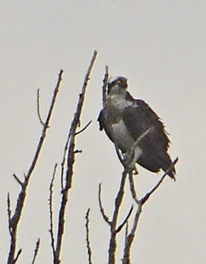 Western Osprey