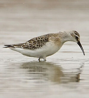 Curlew Sandpiper 
&copy; Patrick Doucet