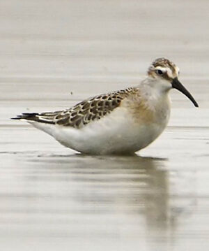 Curlew Sandpiper 
&copy; Patrick Doucet