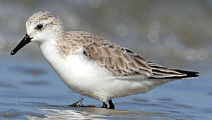 B�casseau sanderling