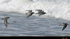 B�casseau sanderling