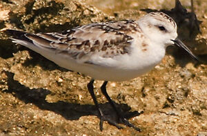 Semipalmated Sandpiper 
&copy; Patrick Doucet