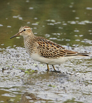 Pectoral Sandpiper 
&copy; Patrick Doucet