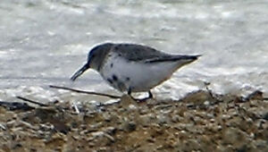 B�casseau variable