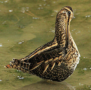 Common Snipe 
&copy; Patrick Doucet