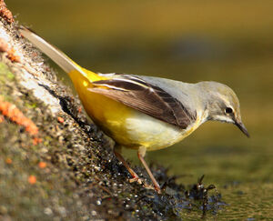 Grey Wagtail 
&copy; Patrick Doucet