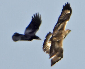 Rough-legged Buzzard 
&copy; Patrick Doucet
