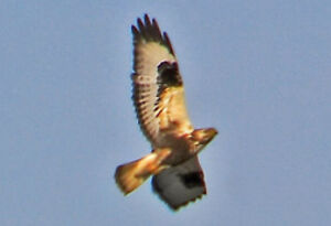 Rough-legged Buzzard 
&copy; Patrick Doucet