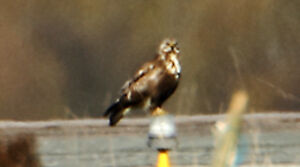 Rough-legged Buzzard 
&copy; Patrick Doucet