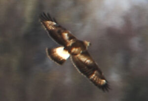 Rough-legged Buzzard 
&copy; Patrick Doucet