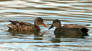 Canard chipeau