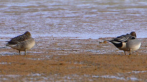 Canard pilet