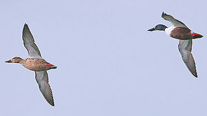 Northern Shoveler 
&copy; Patrick Doucet