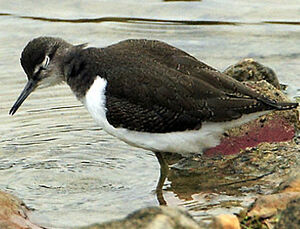 Common Sandpiper