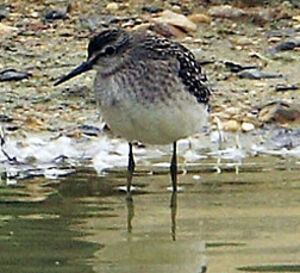 Wood Sandpiper