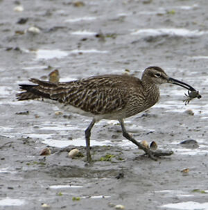 Whimbrel
