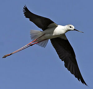 �chasse blanche