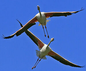 Flamant rose