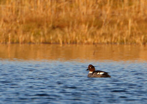 Common Goldeneye