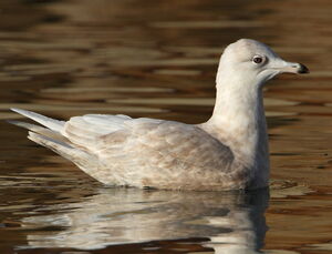 Iceland Gull 
&copy; Patrick Doucet