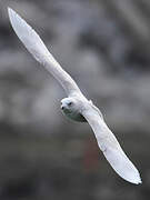 Goéland à ailes blanches