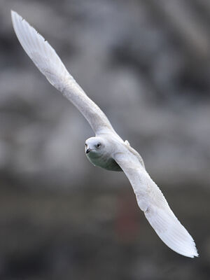 Go�land � ailes blanches