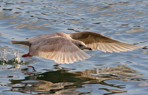 Iceland Gull 
&copy; Patrick Doucet