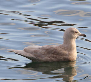 Iceland Gull 
&copy; Patrick Doucet