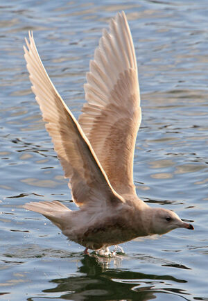 Iceland Gull 
&copy; Patrick Doucet