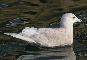 Iceland Gull 
&copy; Patrick Doucet