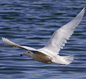 Glaucous Gull