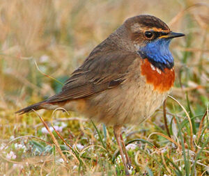 Bluethroat 
&copy; Patrick Doucet