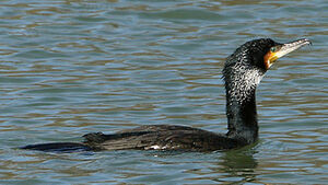 Grand Cormoran
