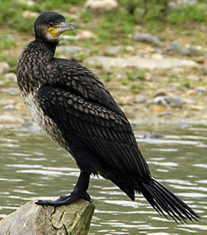 Grand Cormoran