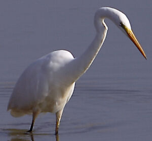 Great Egret 
&copy; Patrick Doucet