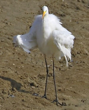 Grande Aigrette