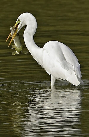 Great Egret 
&copy; Patrick Doucet