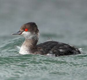 Black-necked Grebe
