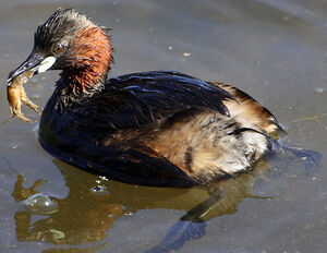 Little Grebe