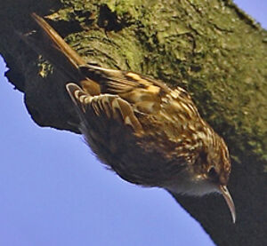 Short-toed Treecreeper 
&copy; Patrick Doucet