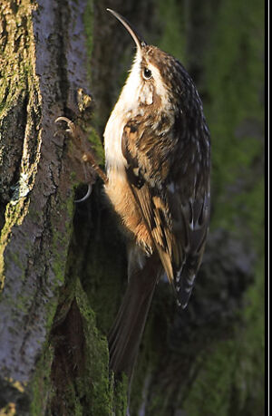 Short-toed Treecreeper 
&copy; Patrick Doucet