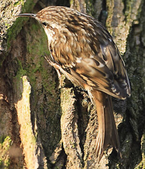 Short-toed Treecreeper 
&copy; Patrick Doucet